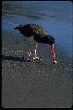 Image de Haematopus palliatus galapagensis Ridgway 1886