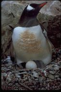 Image of Gentoo Penguin