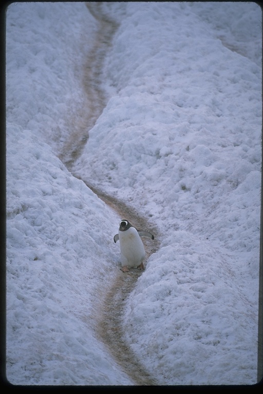 Image of Gentoo Penguin