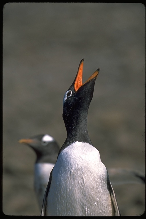 Image of Gentoo Penguin