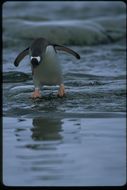 Image of Gentoo Penguin