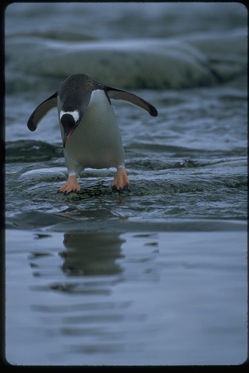 Image of Gentoo Penguin