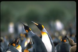 Image of King Penguin