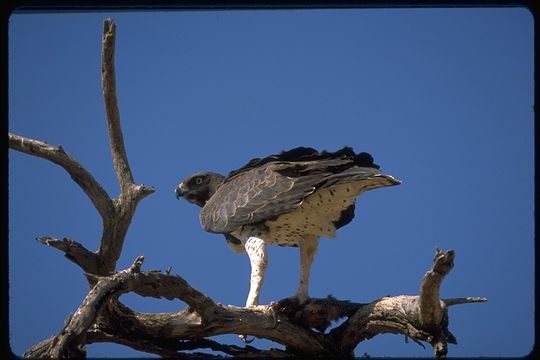 Image of Martial Eagle