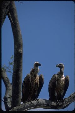 Gyps africanus Salvadori 1865 resmi