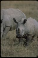 Image of Grass Rhinoceros