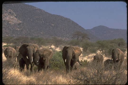 Image of African bush elephant