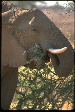 Image of African bush elephant