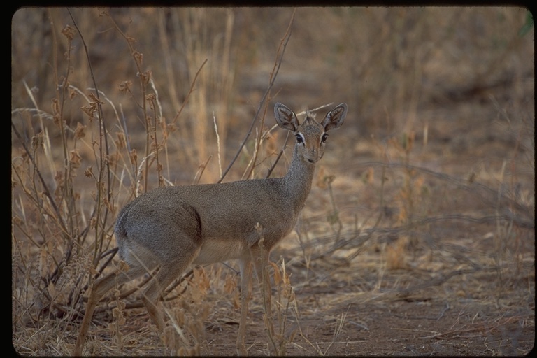 Image of Kirk's Dik-dik