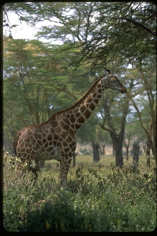 Plancia ëd <i>Giraffa camelopardalis rothschildi</i>