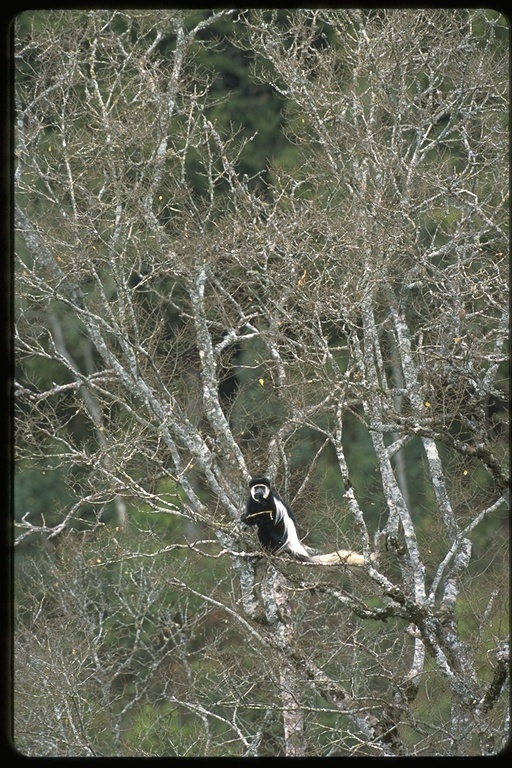 Colobus guereza Rüppell 1835 resmi