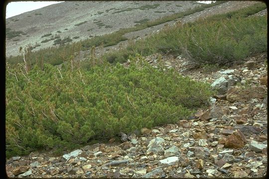 Image of whitebark pine