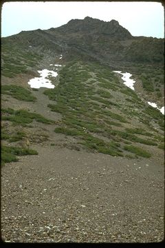 Image of whitebark pine