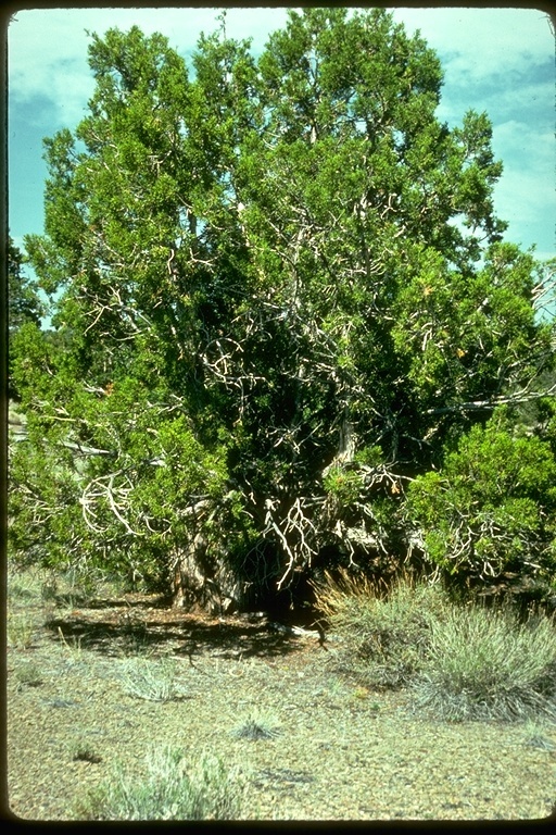 Image of Bigberry Juniper