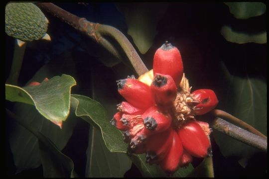 Image of Pacific dogwood