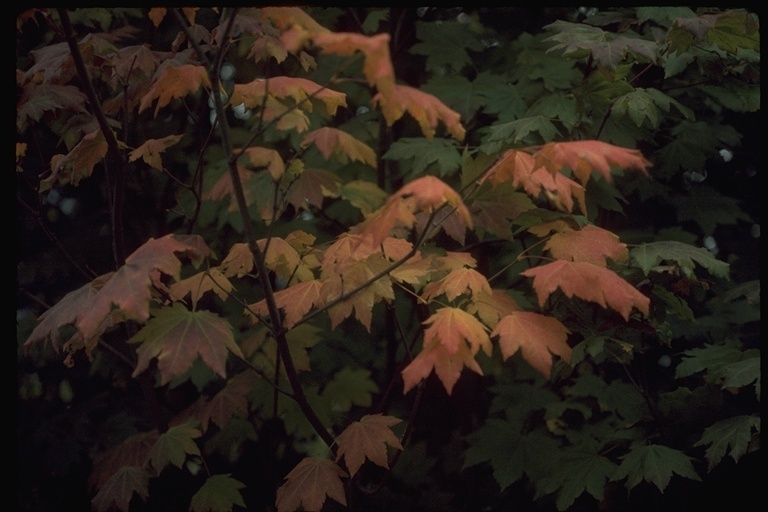 Image of Vine Maple