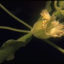 Image of Red Mountain catchfly