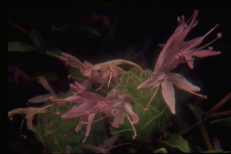 Image of curlyleaf monardella