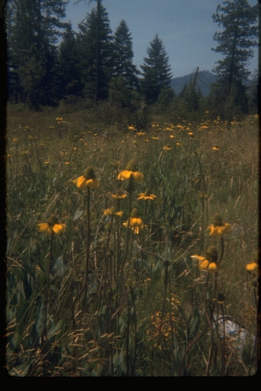 Plancia ëd Rudbeckia glaucescens Eastw.