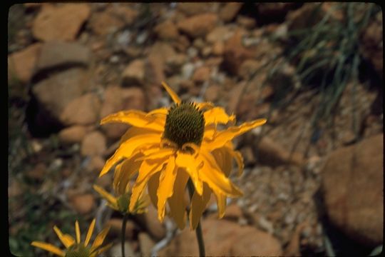 Image of Waxy Coneflower