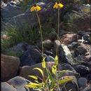 Imagem de Rudbeckia glaucescens Eastw.