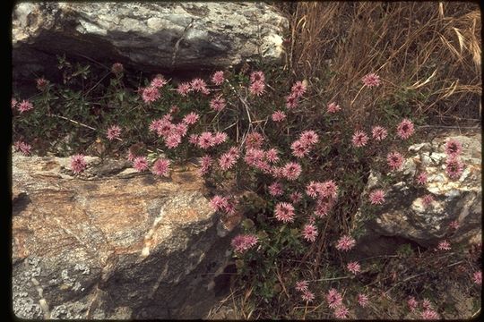 صورة Monardella purpurea Howell