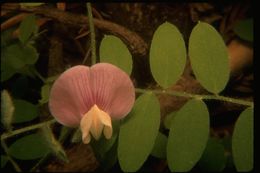 Lathyrus torreyi A. Gray resmi