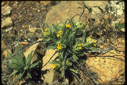 Image of California stoneseed