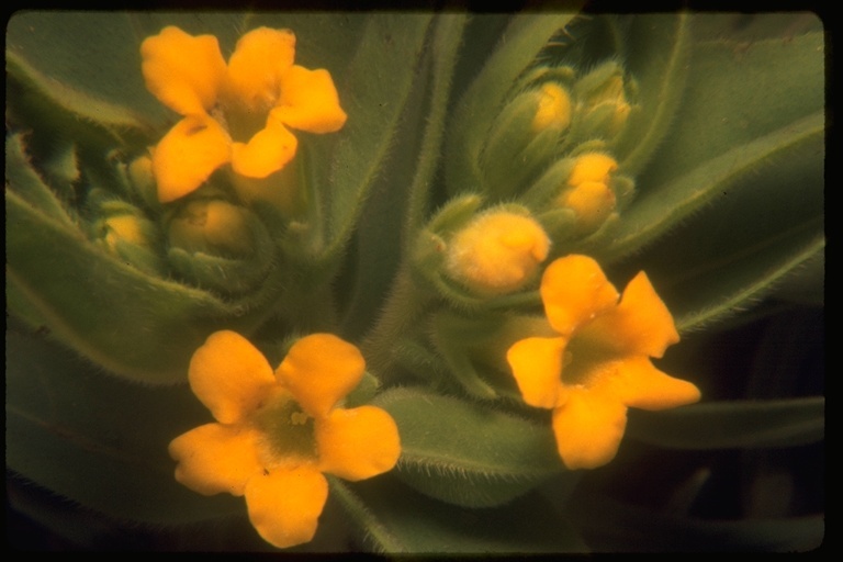 Image of California stoneseed