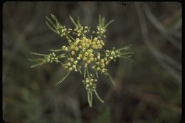 Image of woollyfruit desertparsley