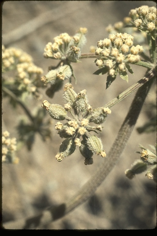 Image of woollyfruit desertparsley