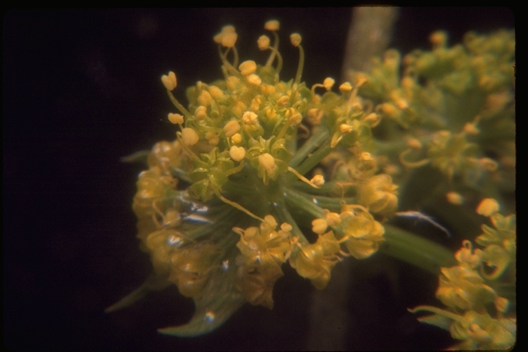 Image of woollyfruit desertparsley