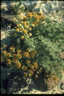 Imagem de Lomatium mohavense (Coult. & Rose) J. M. Coult. & Rose