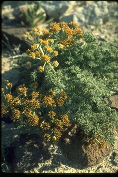 Image of Mojave desertparsley