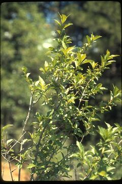 Image of purpleflower honeysuckle