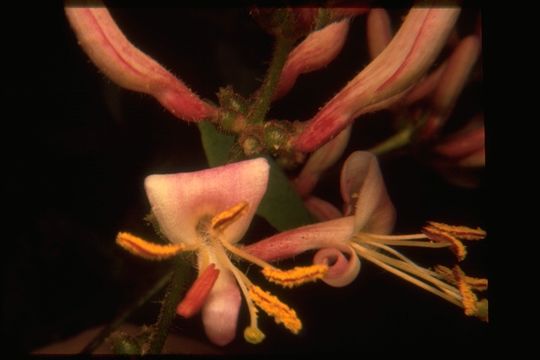 Image of pink honeysuckle