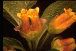 Image of twinberry honeysuckle