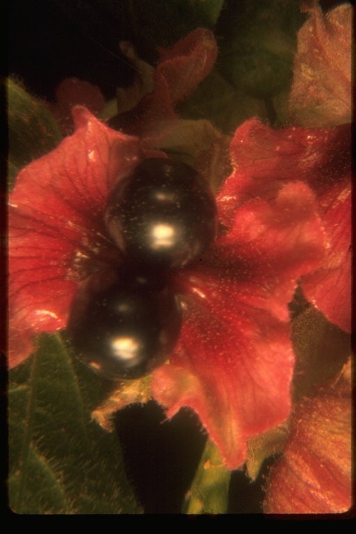 Image of twinberry honeysuckle