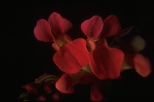 Image of <i>Acmispon grandiflorus</i> (Benth.) Brouillet