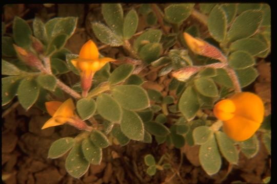 Image de Acmispon wrangelianus (Fisch. & C. A. Mey.) D. D. Sokoloff