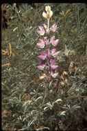 Image of silver lupine