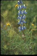 Image of spider lupine