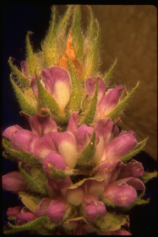 Image of large leather-root