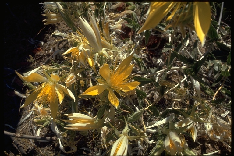 Image of giant blazing star