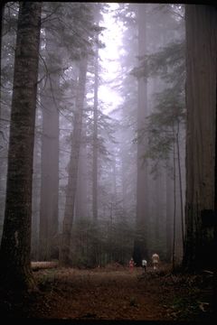 Imagem de Sequoia sempervirens (D. Don) Endl.