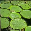 Image of Amazon water-lily