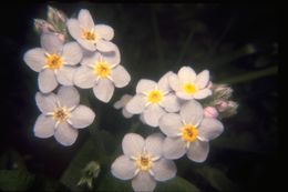 Image de Myosotis latifolia Poir.