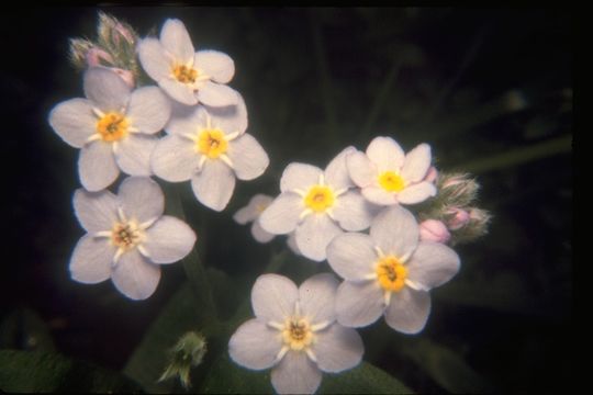 Image of broadleaf forget-me-not