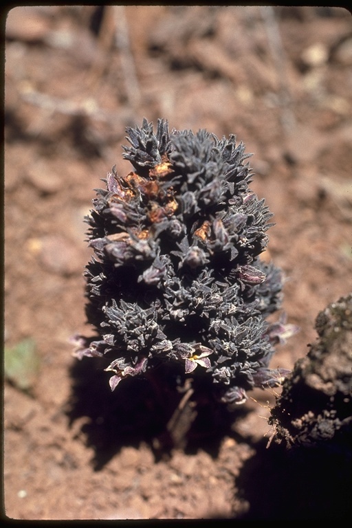 Image of chaparral broomrape