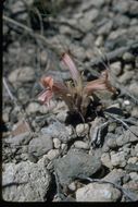 Image of <i>Orobanche corymbosa</i>